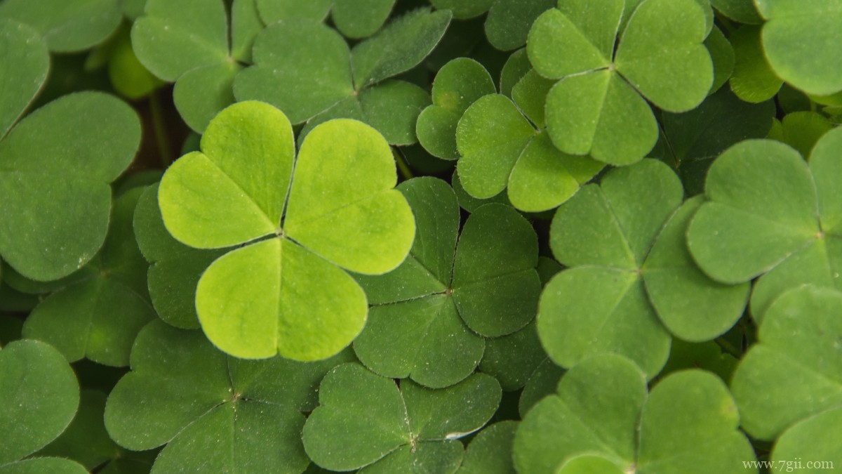 高清三叶草图片