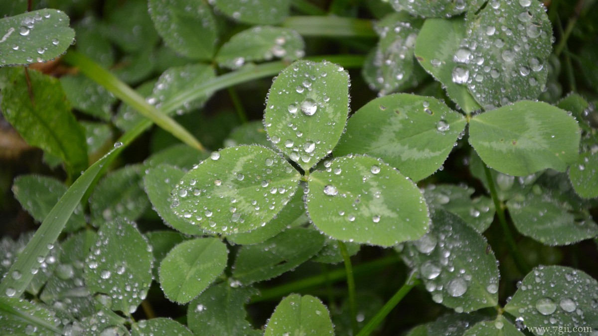 高清三叶草图片