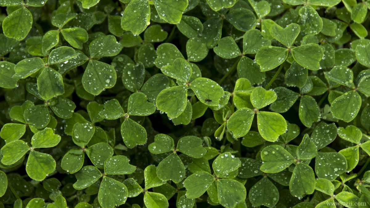 高清三叶草图片