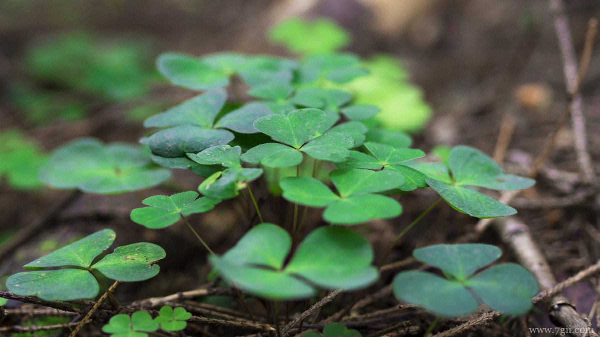 高清三叶草图片
