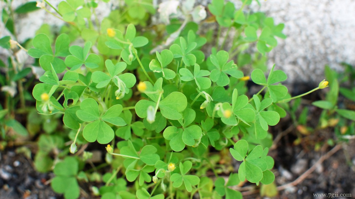 高清三叶草图片