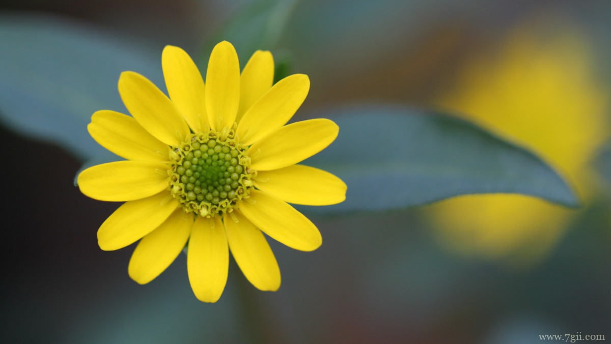 高清淡雅小雏菊图片