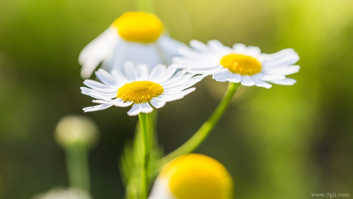 高清淡雅小雏菊图片