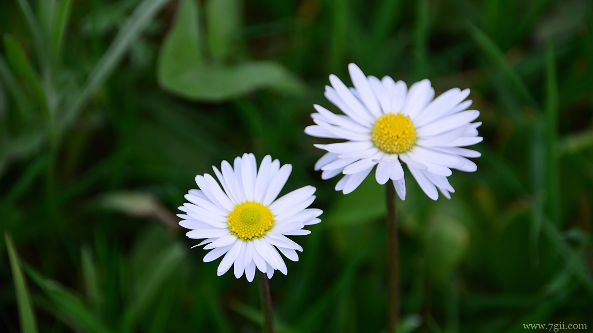 高清淡雅小雏菊图片