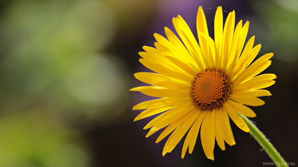 高清淡雅小雏菊图片