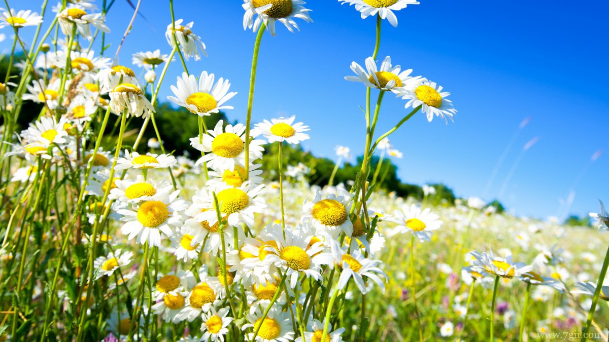 高清淡雅小雏菊图片
