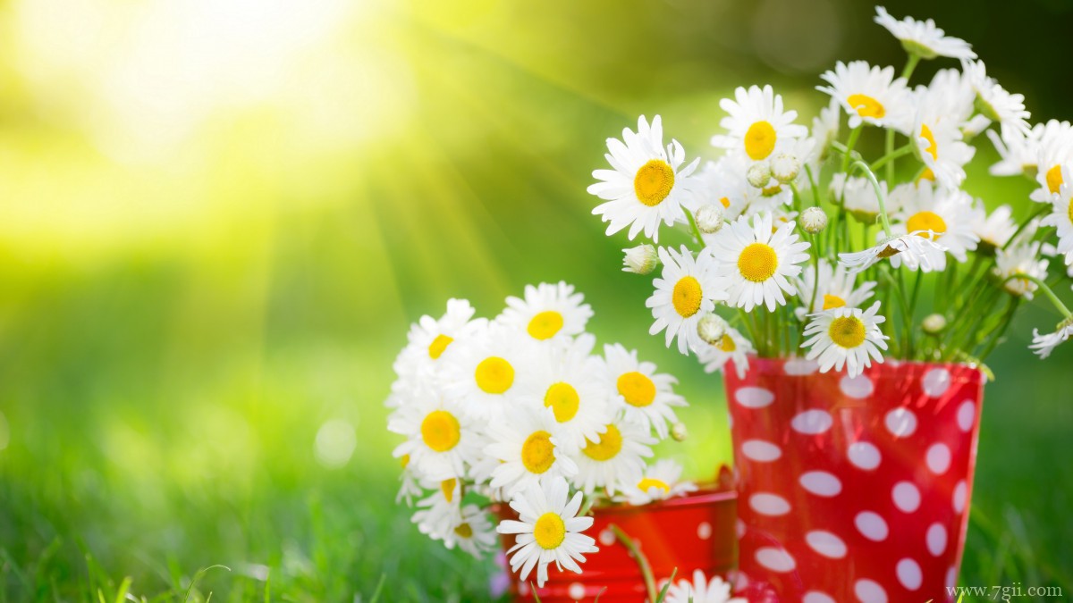 高清淡雅小雏菊图片