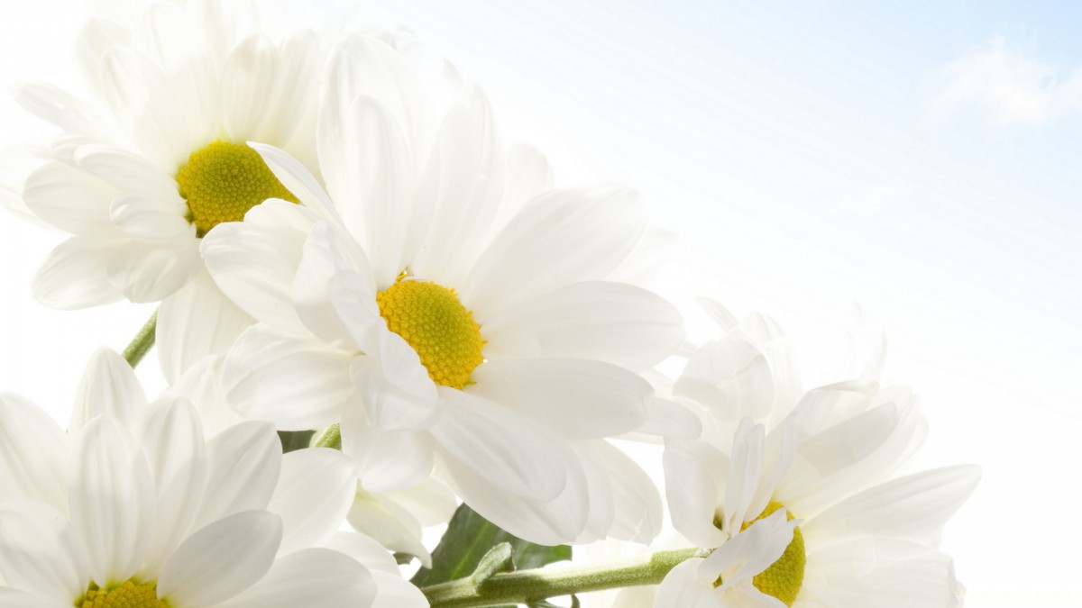 高清淡雅小雏菊图片