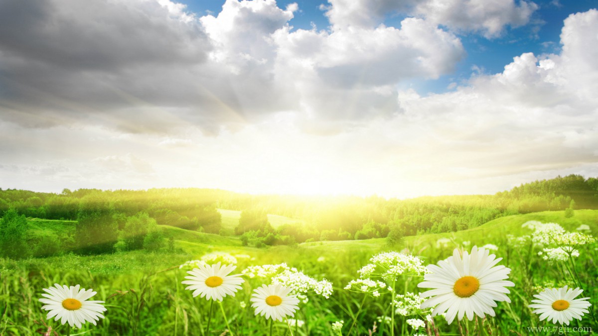 高清淡雅小雏菊图片