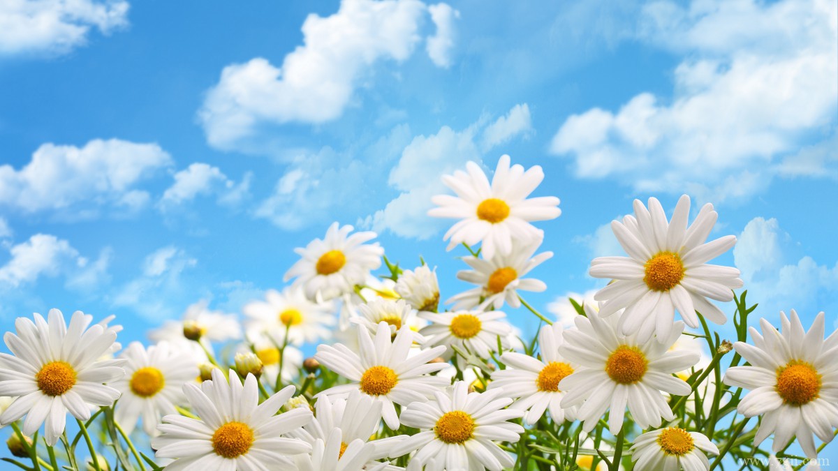 高清淡雅小雏菊图片