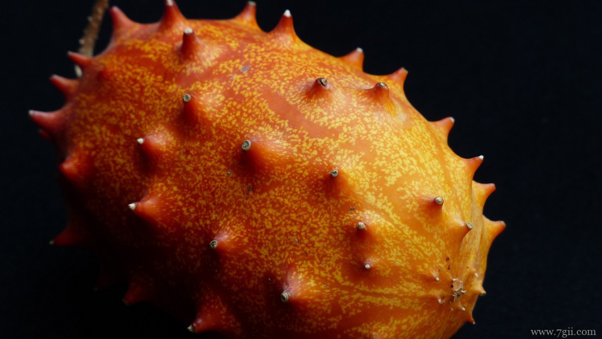 清甜的刺角瓜图片