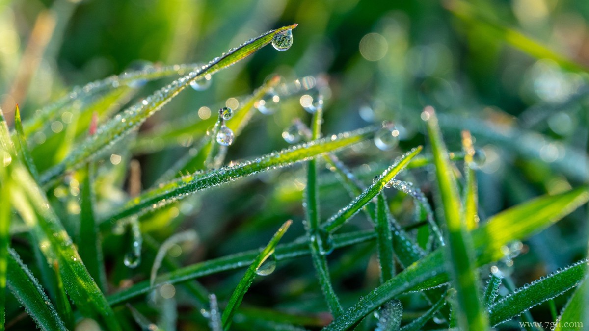 清晨青草上的露珠图片