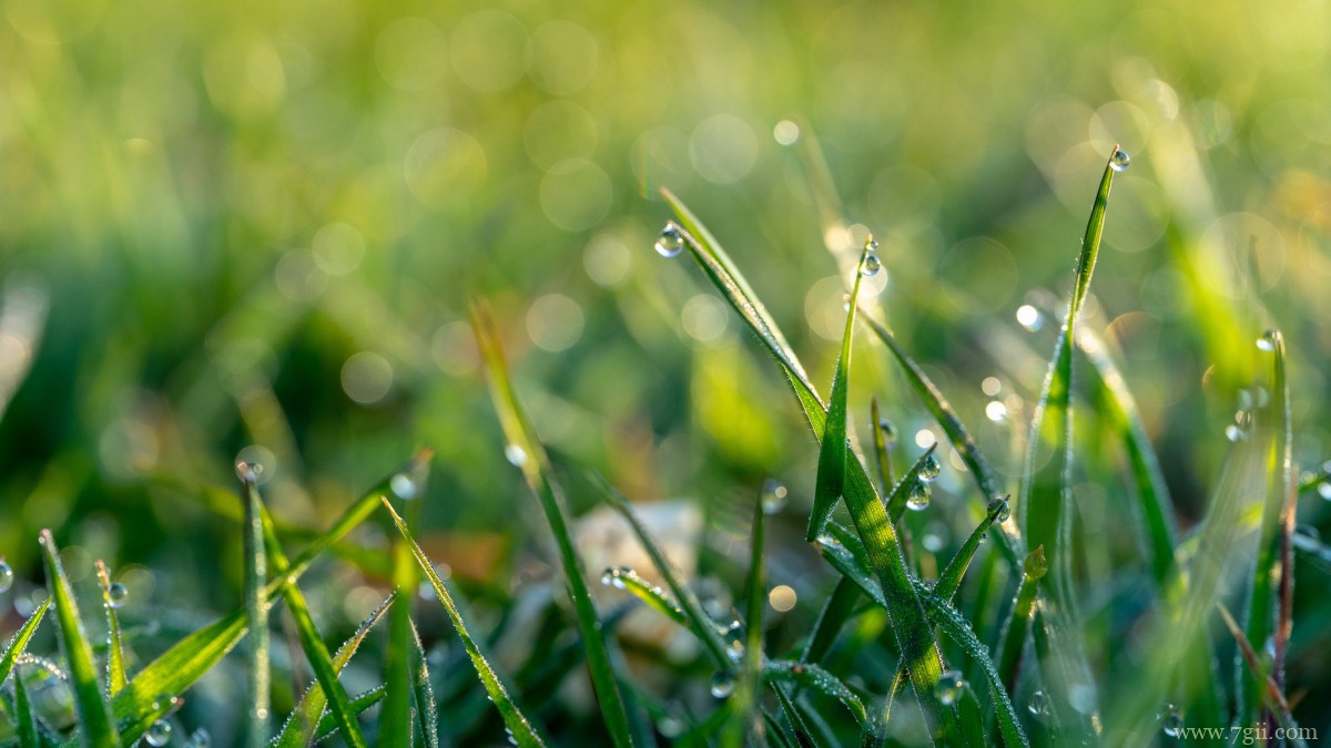 清晨青草上的露珠图片