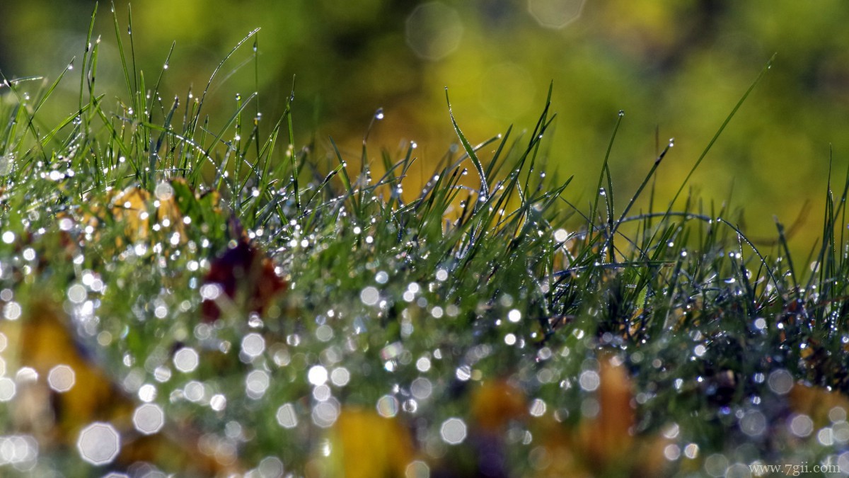 清晨青草上的露珠图片