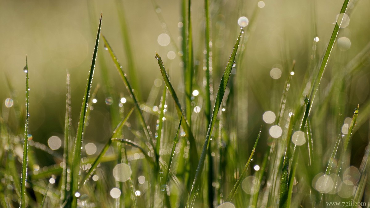 清晨青草上的露珠图片