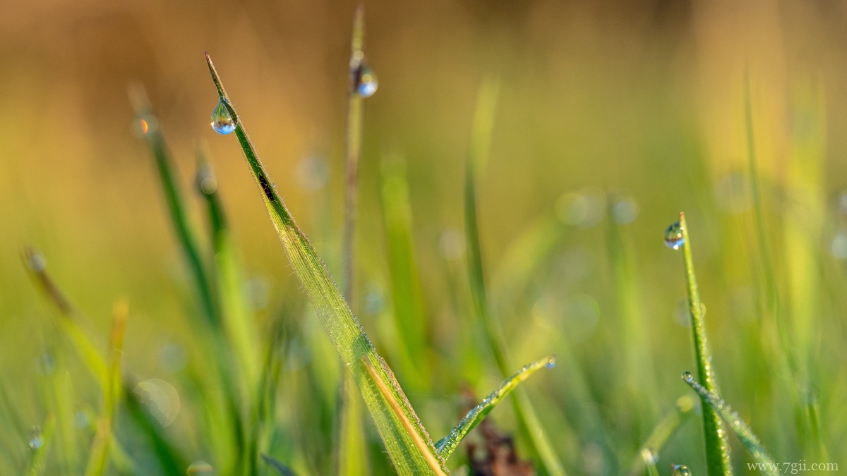 清晨青草上的露珠图片