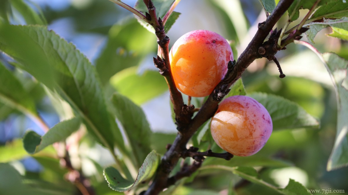水果李子图片