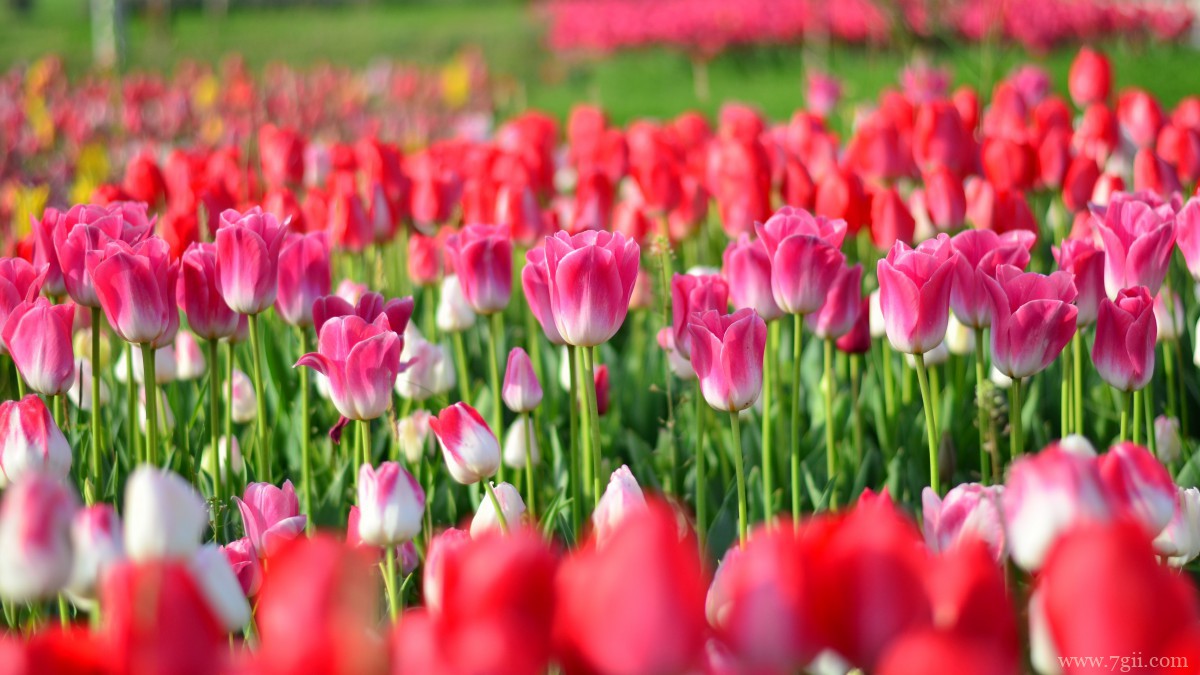 高清郁金香壁纸