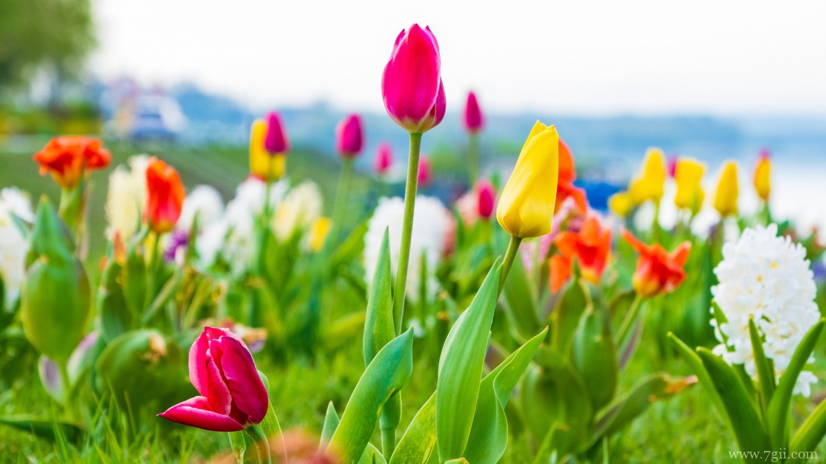 高清郁金香壁纸