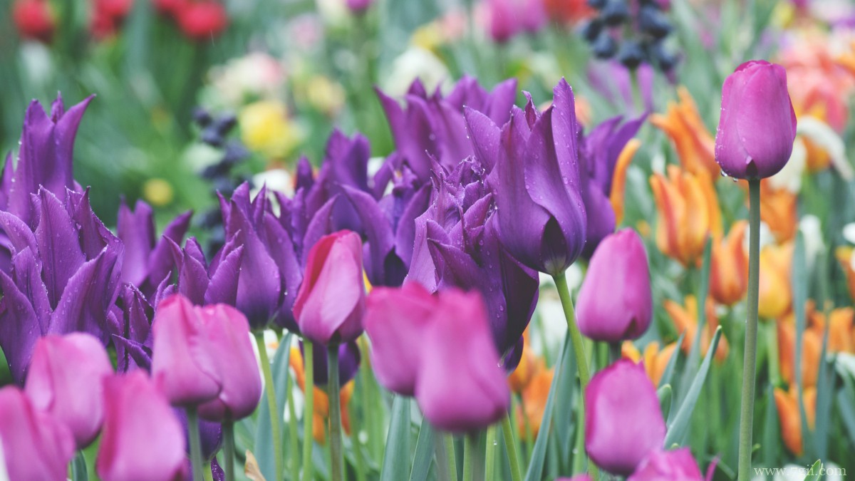 高清郁金香壁纸