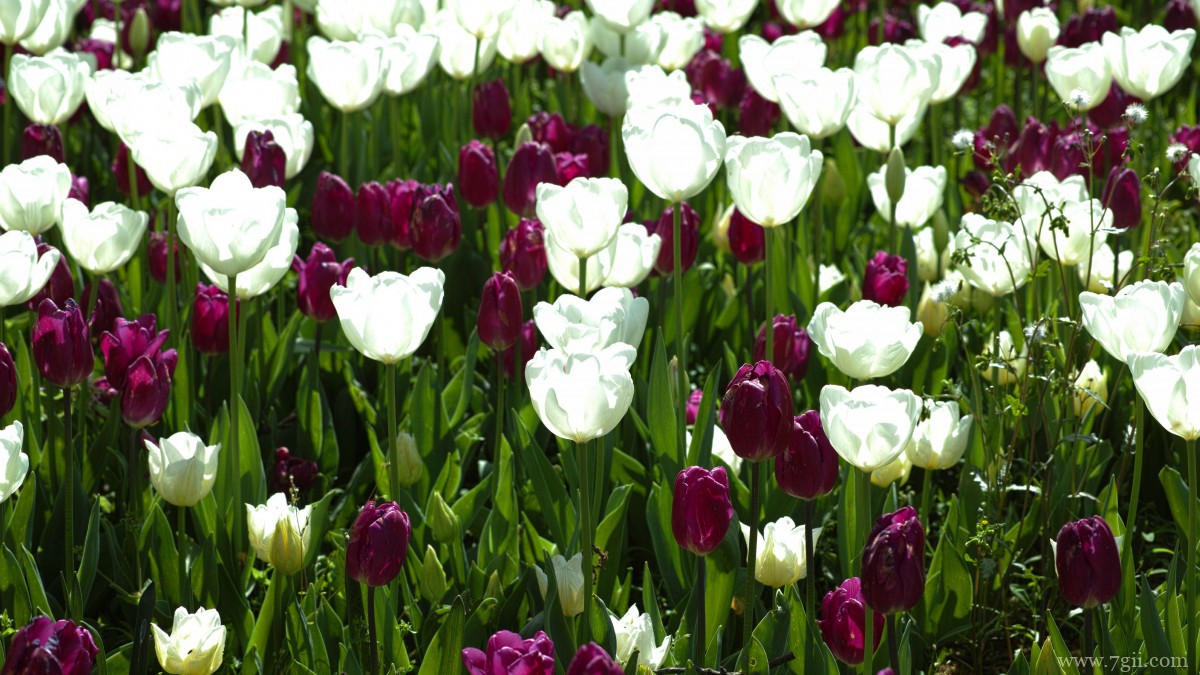 高清郁金香壁纸