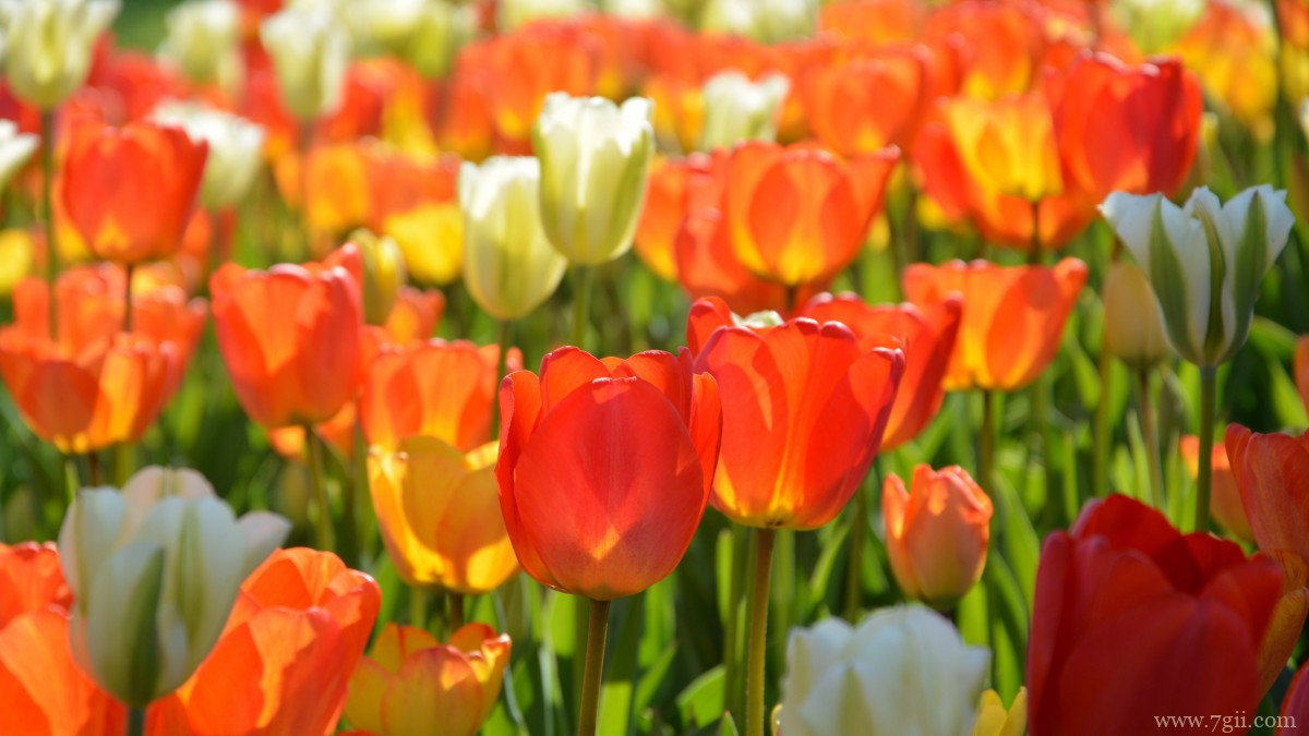 高清郁金香壁纸