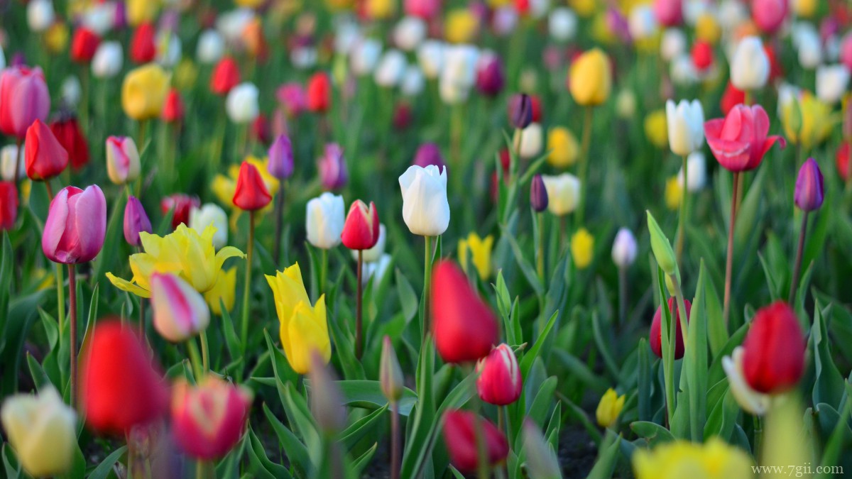 高清郁金香壁纸