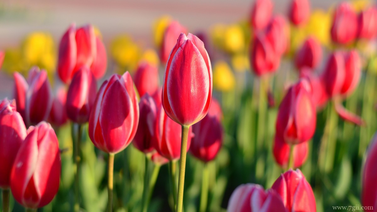 高清郁金香壁纸