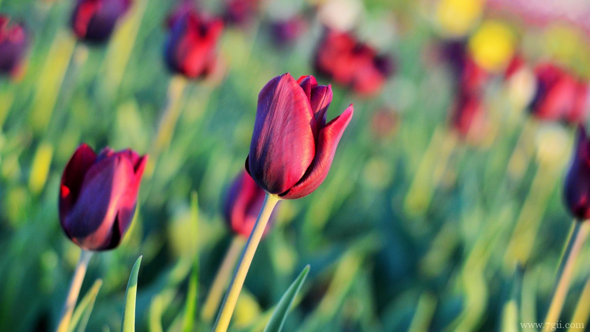 高清郁金香壁纸