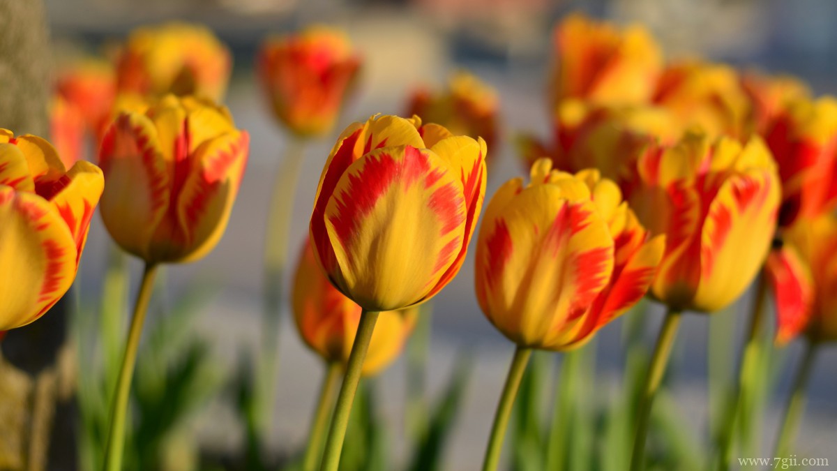 高清郁金香壁纸