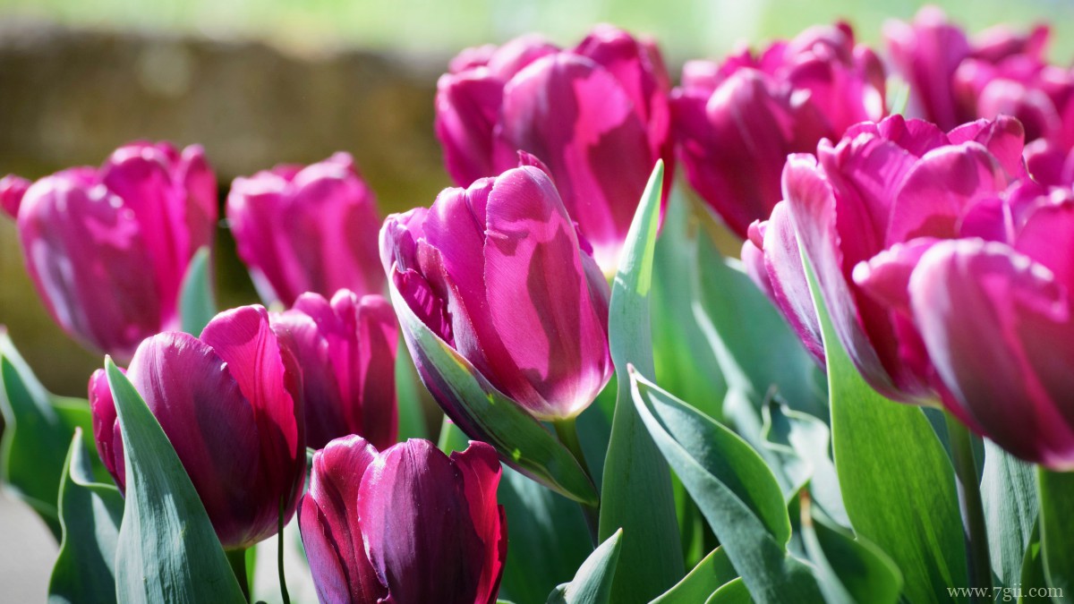 高清郁金香壁纸