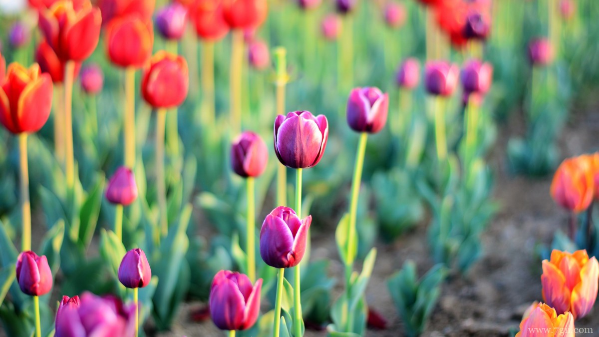 高清郁金香壁纸