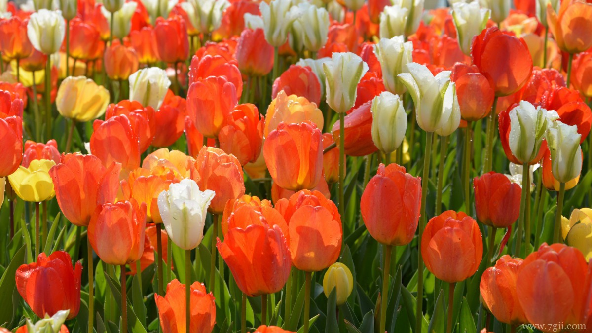 高清郁金香壁纸