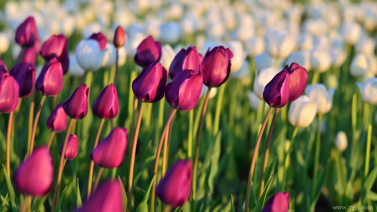 高清郁金香壁纸