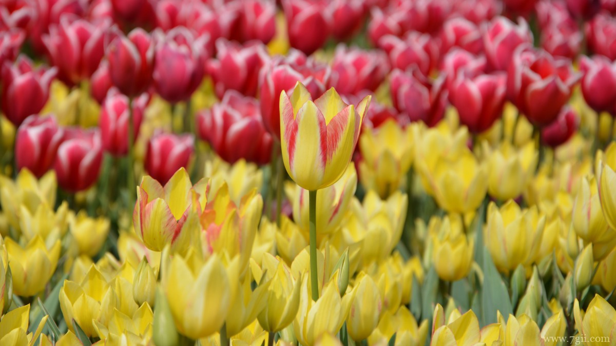 高清郁金香壁纸