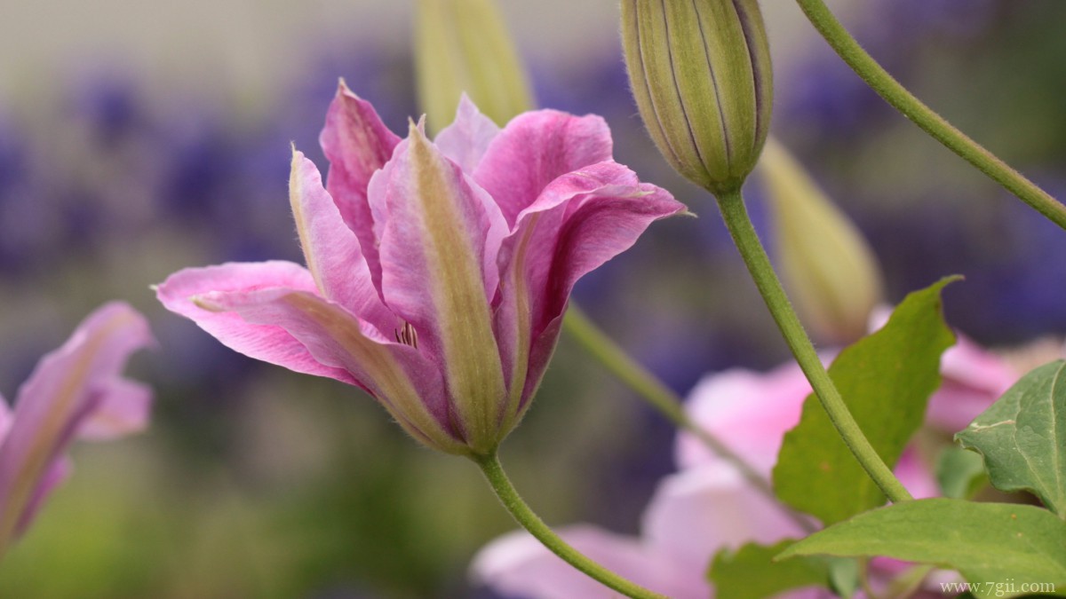 高清铁线莲图片大图