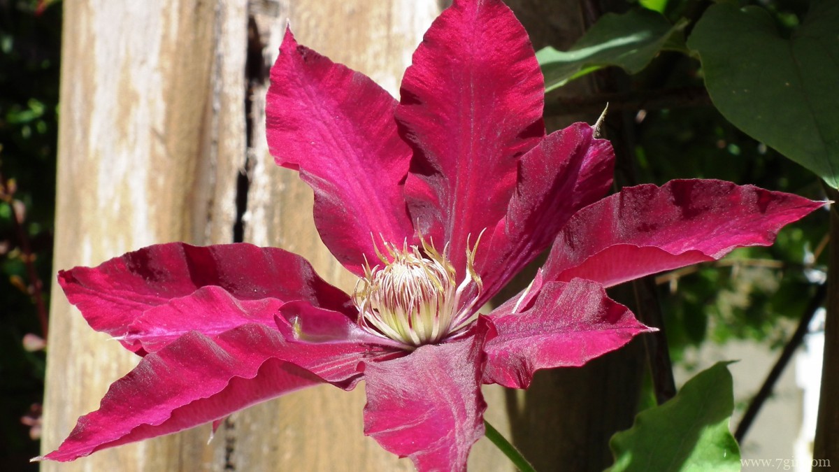 高清铁线莲图片大图