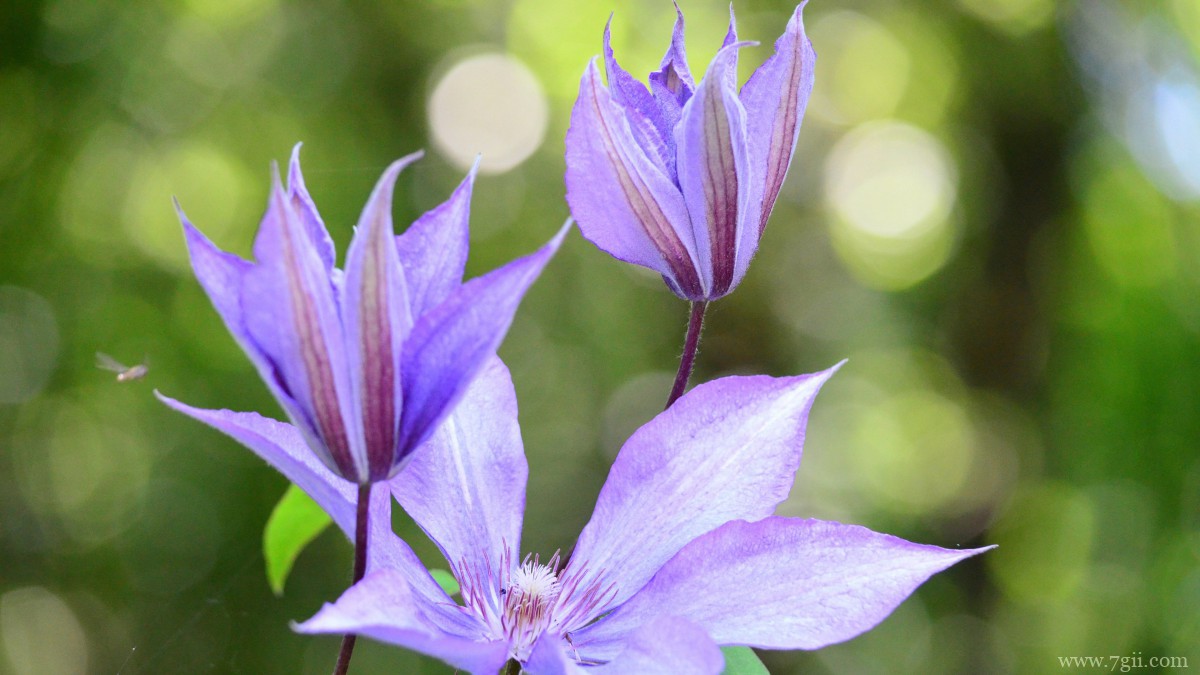 高清铁线莲图片大图