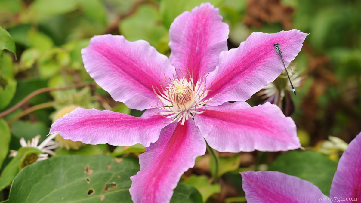 高清铁线莲图片大图