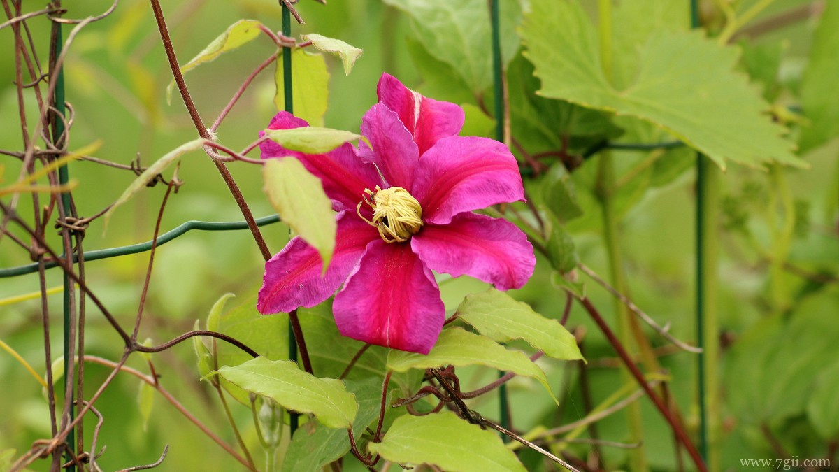 高清铁线莲图片大图