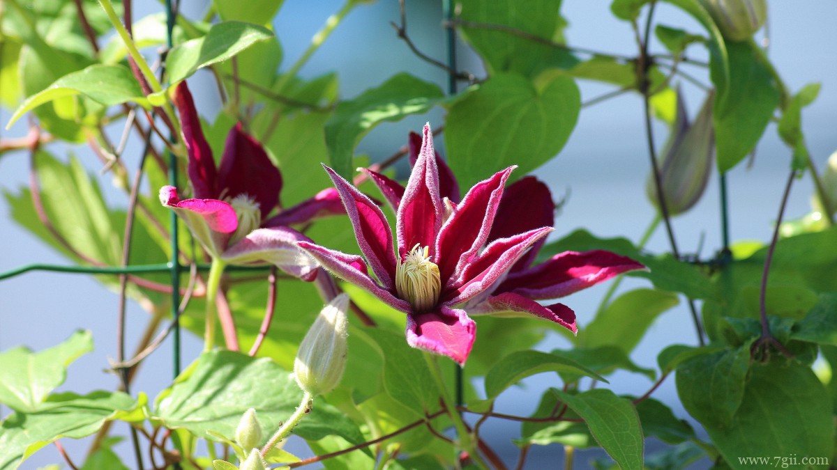 高清铁线莲图片大图