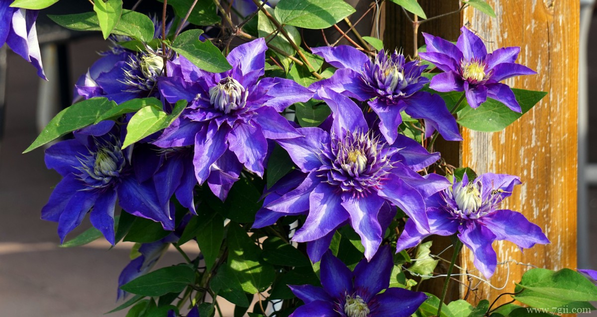 高清铁线莲图片大图