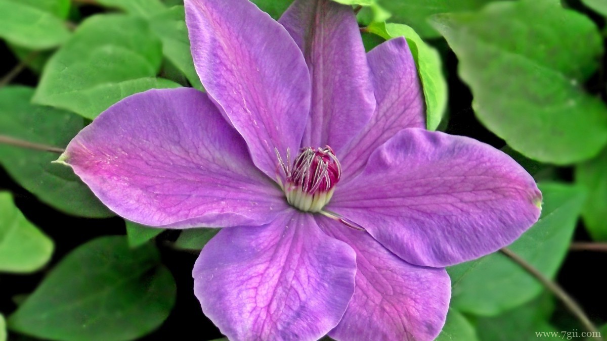 高清铁线莲图片大图