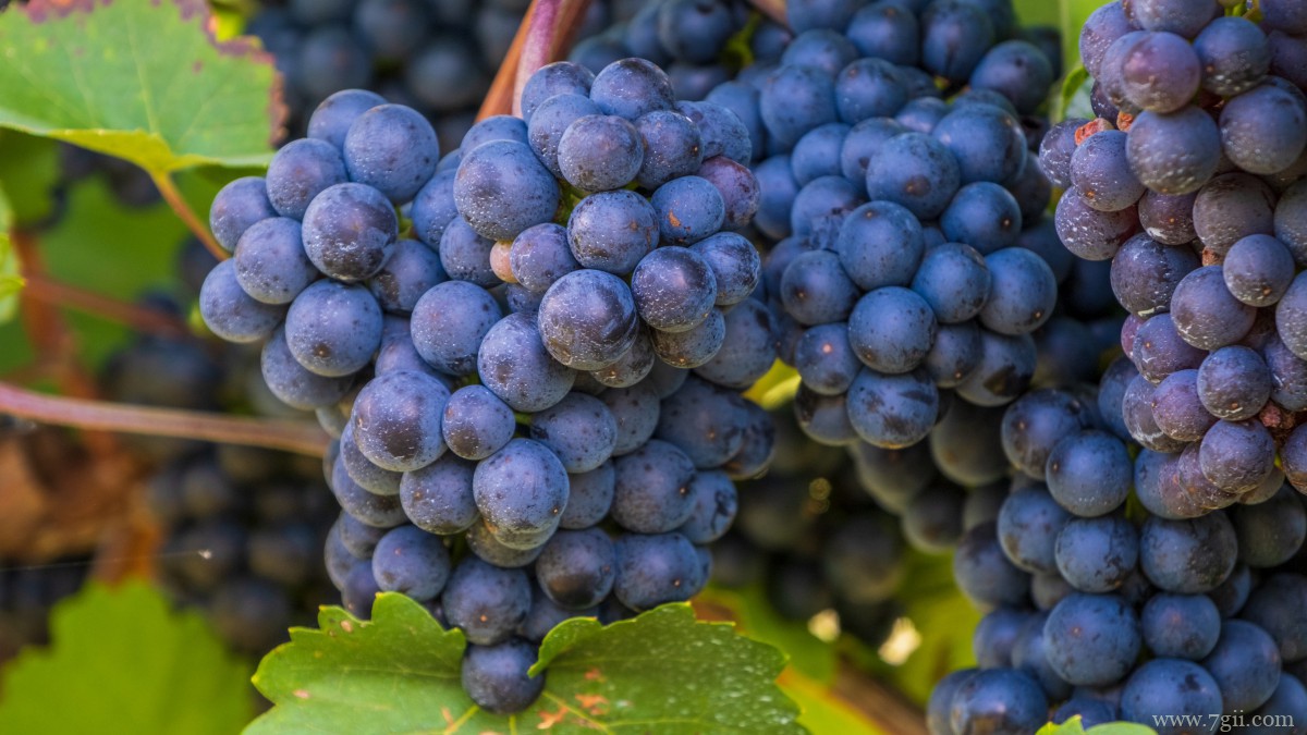 高清葡萄图片大图
