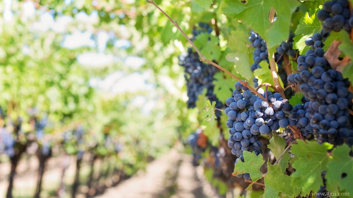 高清葡萄图片大图