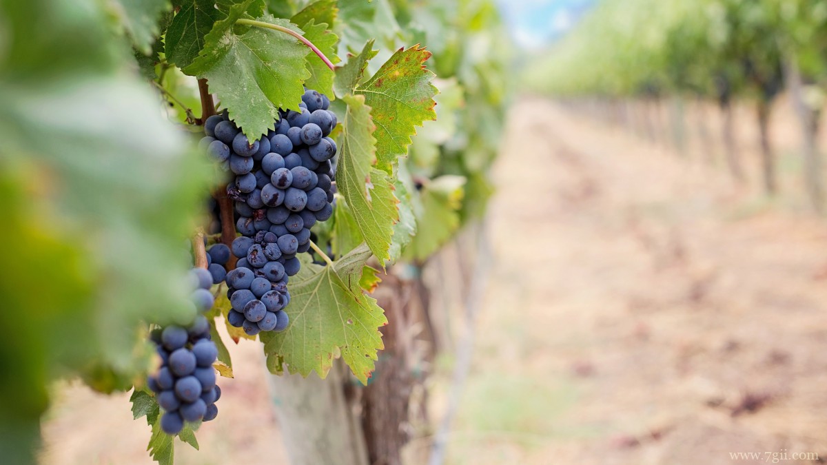 高清葡萄图片大图