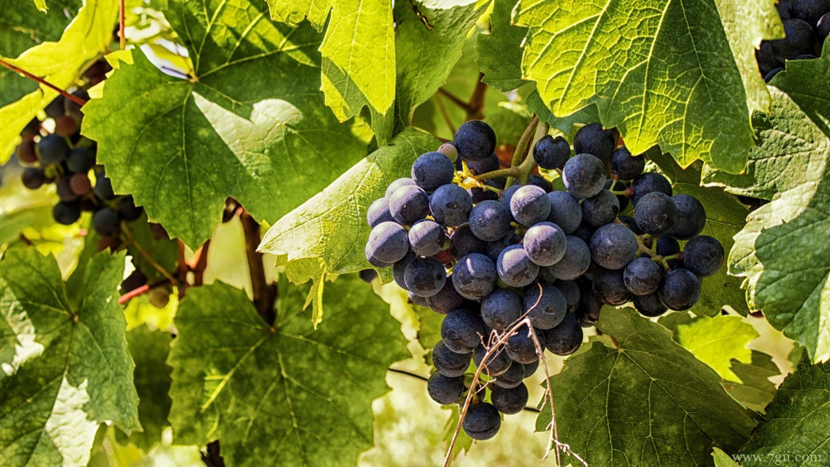 高清葡萄图片大图