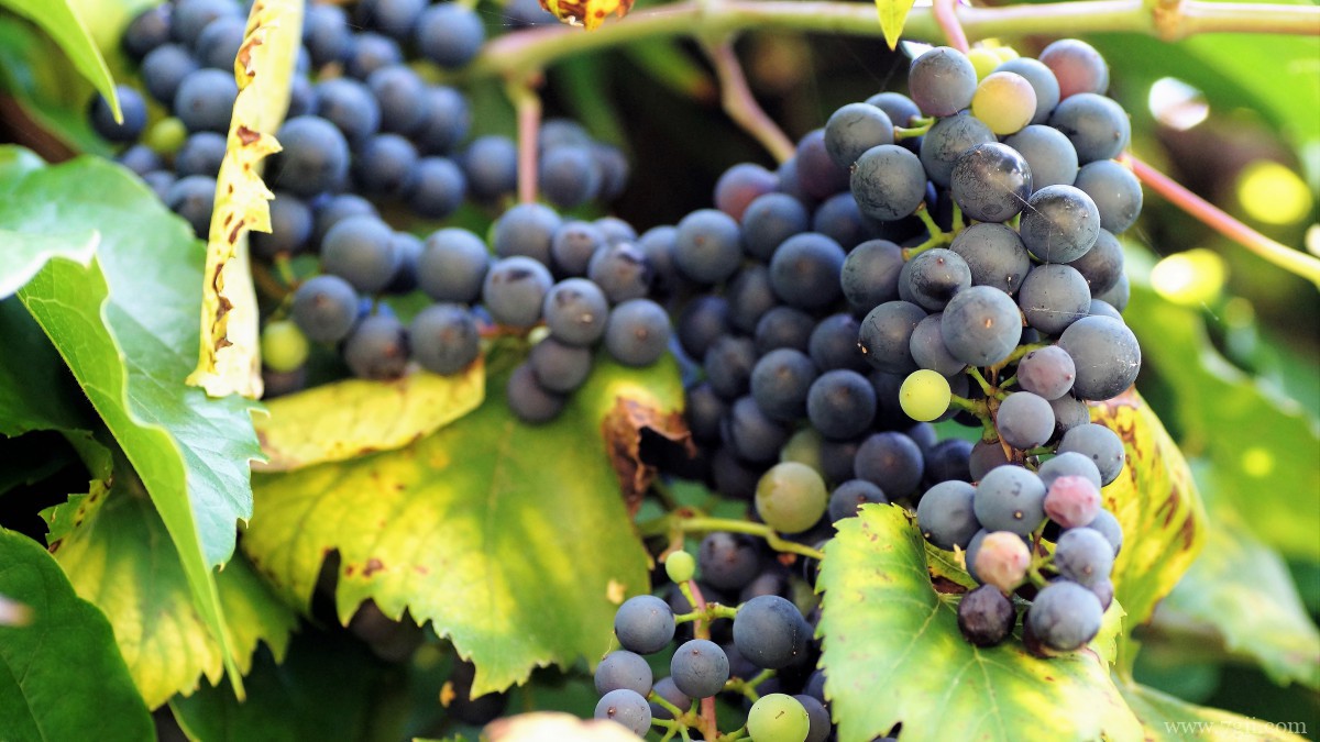 高清葡萄图片大图