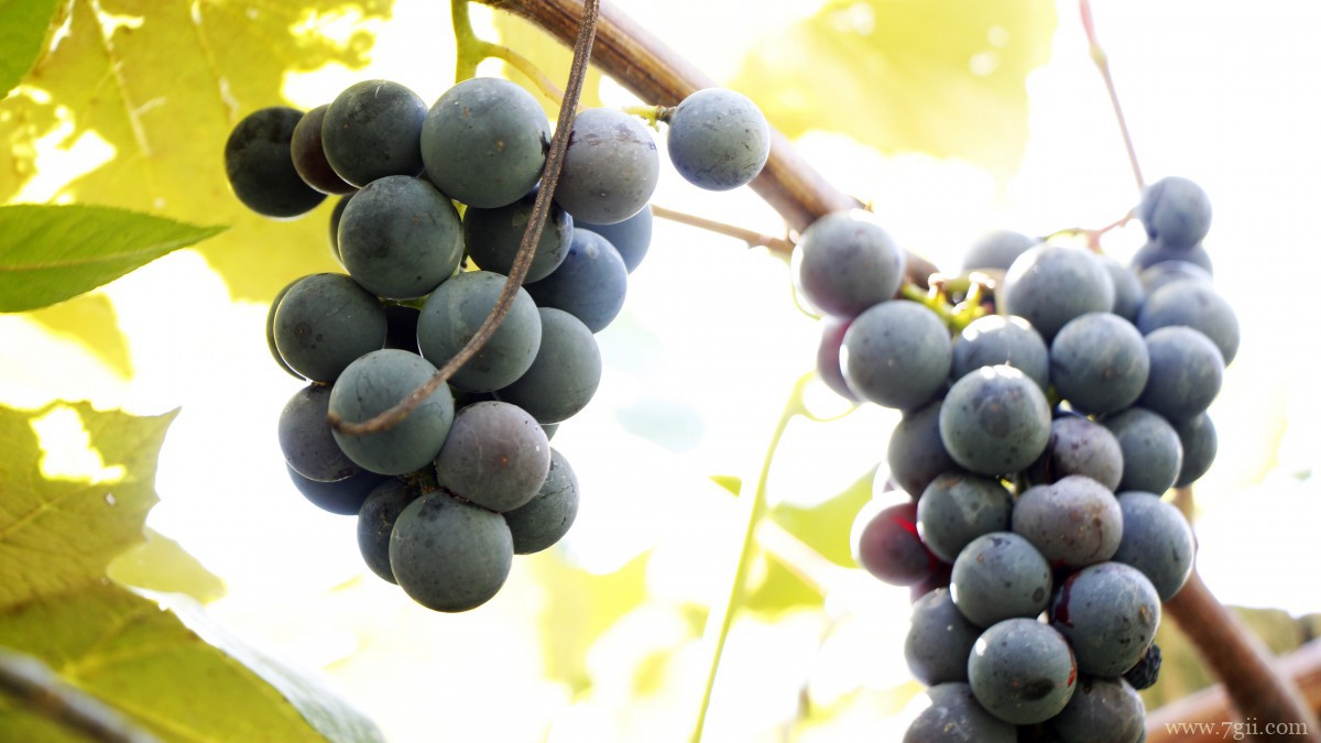 高清葡萄图片大图