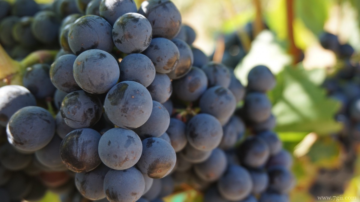 高清葡萄图片大图